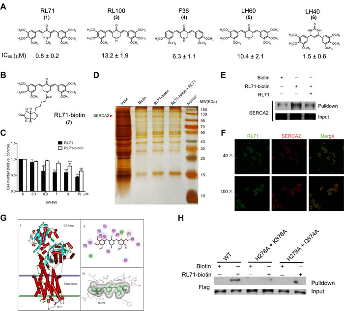 RL71 targets the SERCA2 protein.