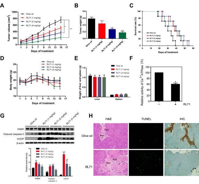 RL71 suppresses the growth of SW480 cells in nude mice via inhibition of SERCA2 activity.