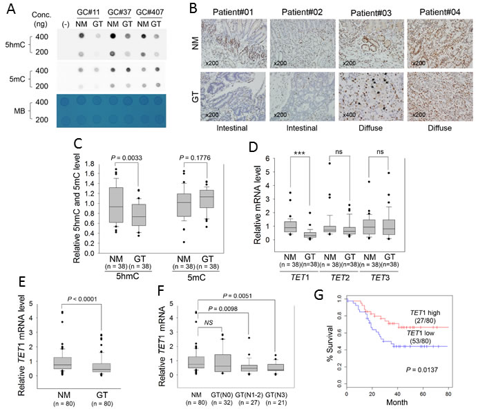 Measurement of global 5hmC and 5mC and expression of