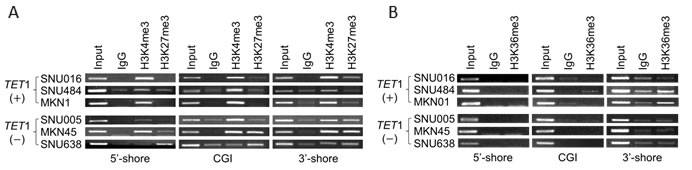 Histone modifications at