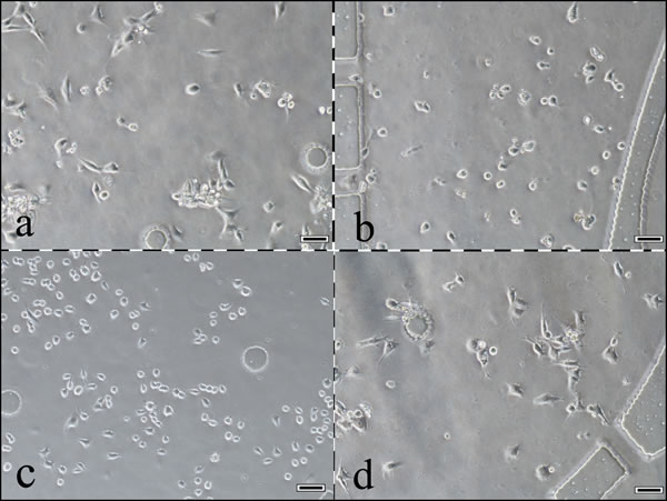 A photograph of cells growing in the 4 chambers of this system.