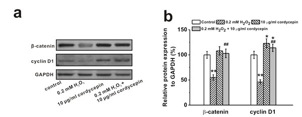 Wnt pathway was involved in the protective effects of cordycepin on the inhibition of osteogenic differentiation of human BM-MSCs induced by 0.2 mM H