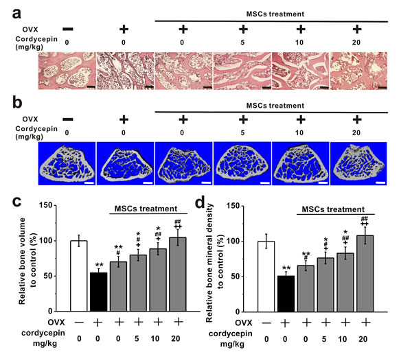 Effects of cordycepin (5, 10 and 20 mg/kg) on bone loss in ovariectomized animal model when treated with MSCs.