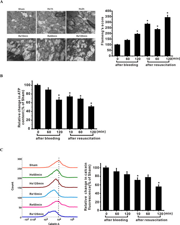 Mitochondrial injury in ASMCs of shock animals is associated with down-regulation of SIRT1/3.