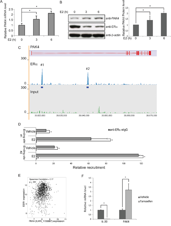 ER&#x03B1; binds to the PAK4 gene and promotes PAK4 expression.