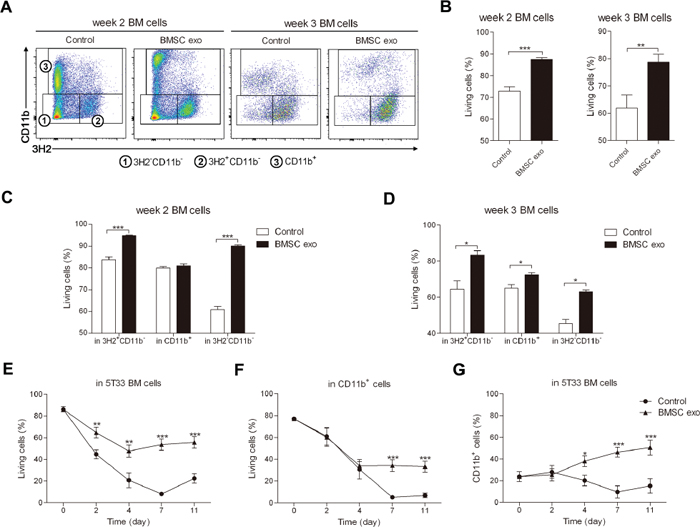 BMSC exosomes promote the survival of BM cells obtained from 5T33MM mice in intermediate and late stage of MM.