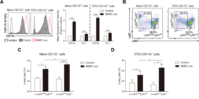 BMSC exosomes mainly induce the survival of CD11b+ Ly6GlowLy6C+ cells.