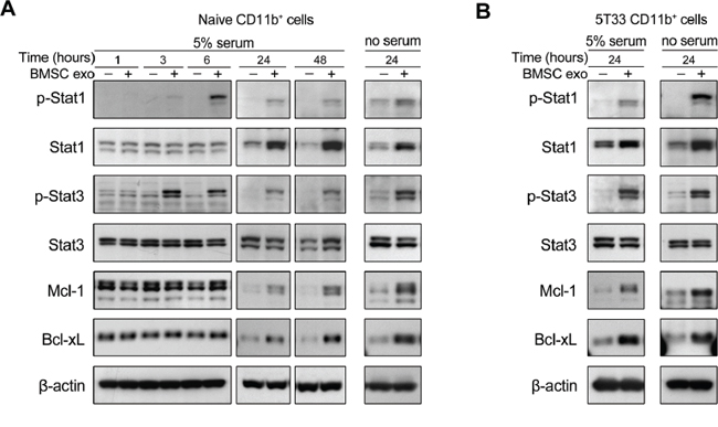 BMSC exosomes activate STAT1 and STAT3 pathways and increase Bcl-xL and Mcl-1 in CD11b+ cells.