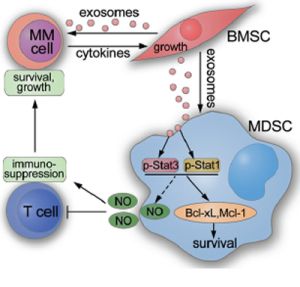 Schematic showing how BMSC exosomes indirectly favor MM cells through activating MDSCs.