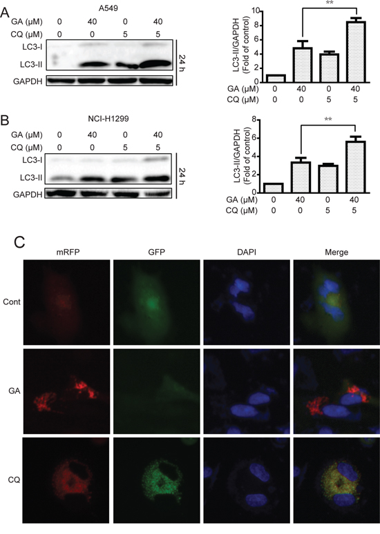 GA induces autophagic flux in A549 and NCI-H1299 cells.