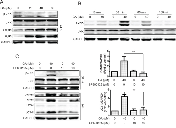 GA-induced autophagy is correlated with the JNK/c-jun pathway.
