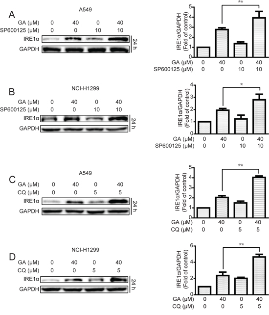 Inhibition of JNK/c-jun and autophagy increase GA-induced ER stress in A549 and NCI-H1299 cells.