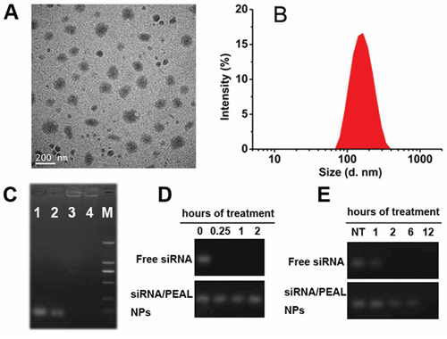 Characterization of siRNA-loaded PEAL NPs.