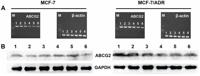 In vivo gene silencing efficiency of different siRNA formulations on MCF-7/S and MCF-7/ADR xenograft tumors analyzed at gene A. and protein B. levels.