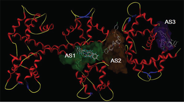 Molecular docking of X1, X2 and X3 in the three putative active sites.