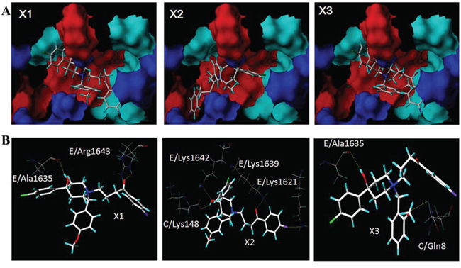 The binding modes of X1, X2 and X3 A. The intermolecular hydrogen bond networks of the three haloperidol derivatives and the Ca2+-CaM/CaV1.2 (preIQ-IQ motif) complex B.