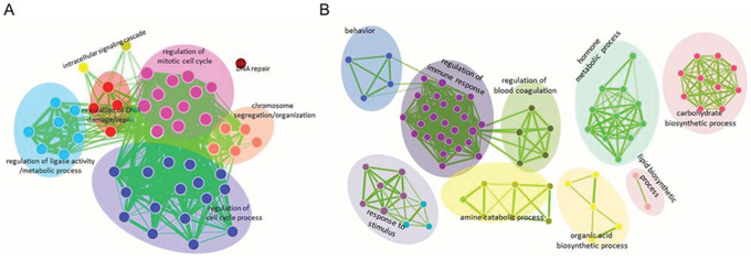 Functional enrichment maps of deregulated protein-coding genes in HCC.