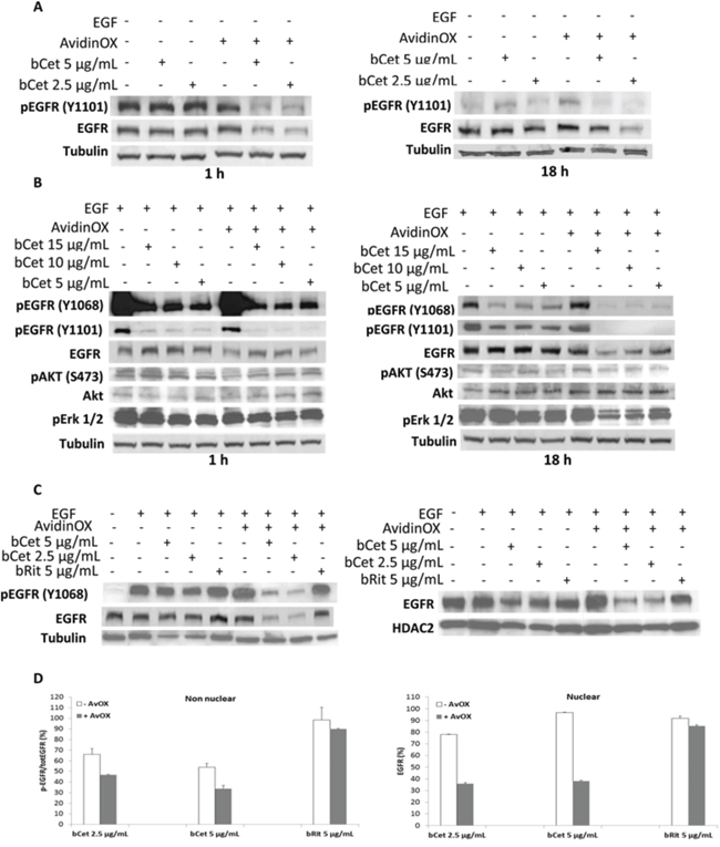 AvidinOX-anchored bCet blocks EGFR signaling, induces receptor degradation and prevents nuclear translocation.