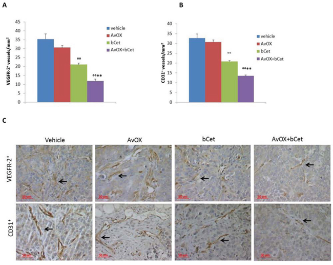 Anti-tumor efficacy of low dose intraperitoneal bCet in AvidinOX-treated tumors correlates with inhibition of angiogenesis.