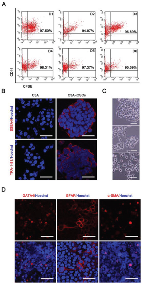 C3A-iCSCs acquired self-renewal and pluripotency.
