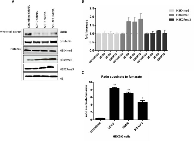 Increased H3K9me3 protein by succinate dehydrogenase gene inhibition.