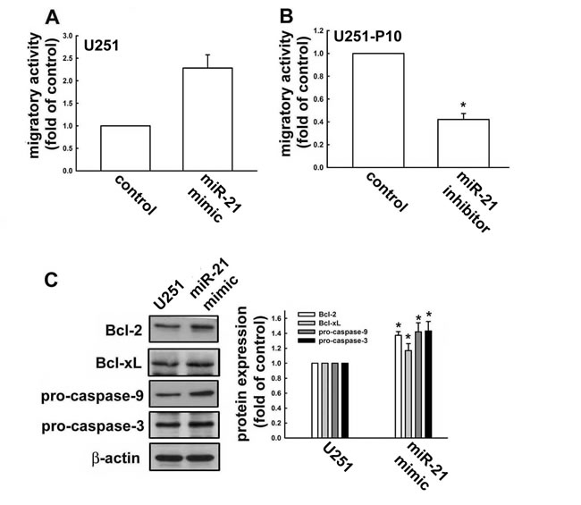 miR-21 expression is involved in regulation of apoptotic pathways and promotes cell migration.