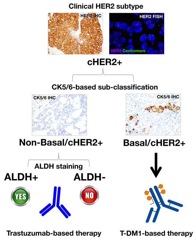 A reclassification of cHER2+ tumors based on basal (e.g.,