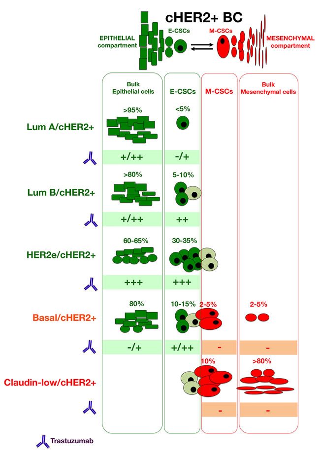 Figure B1-3: When considering the activity of trastuzumab in each type of bulk and CSC cellular compartments across the spectrum of molecular BC subtypes, we can provide a better a priori delineation of the predictive value of cHER2+ in BC in terms of trastuzumab responsiveness at the level of individual tumors, thus incorporating CSC-driven intra-tumor heterogeneity into clinical decisions.