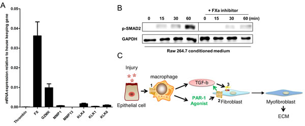 PAR-1-induced TGF-&#x3b2; activation on fibroblasts is mediated by FX.