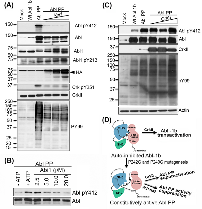 Abi1-Iso2 can bind to open conformation of Abl kinase to suppress its activity