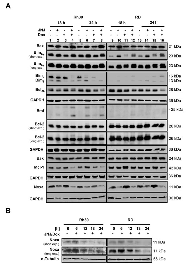 JNJ-26481585/Doxorubicin cotreatment shifts the balance of pro- and antiapoptotic proteins.