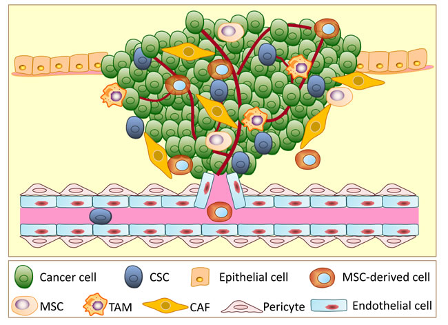 A schematic illustration showing the different types of cells involved in tumor progression.