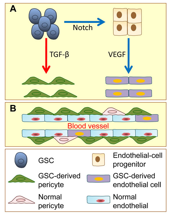 Glioblastoma stem cells (GSCs) have the potential to give rise to endothelial cells and pericytes.