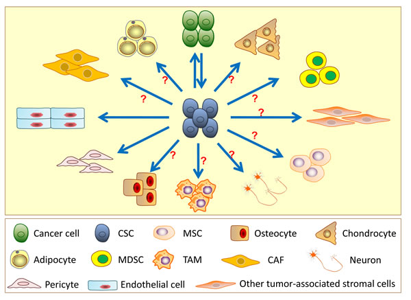 Differentiation and transdifferentiation potentials of cancer stem cells (CSCs).