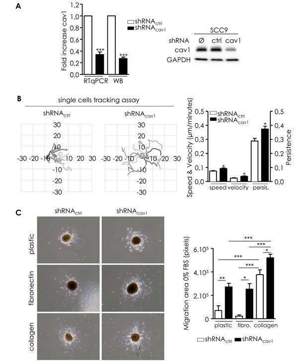 Reduction of Cav1 enables cells motile and invasive properties.