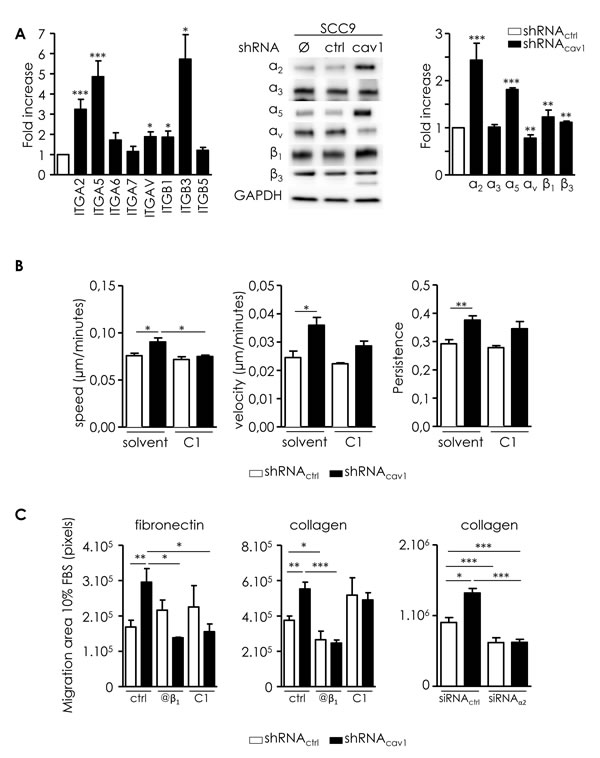 Integrins are involved in the motile and invasive properties of low Cav1 expressing cells.