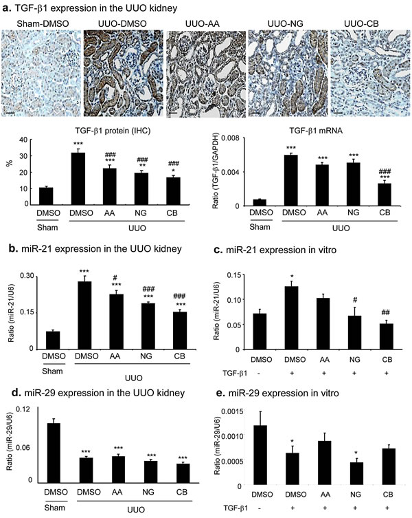 Combination treatment with AA and NG produces a further suppressive effect on renal TGF-&#x3b2;1 and miR-21 expression in the UUO kidney.