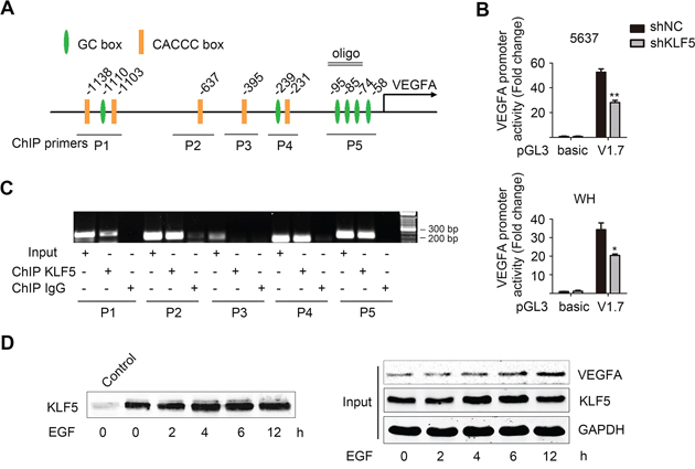 KLF5 directly binds to VEGFA promoter and regulates its transcription activity.