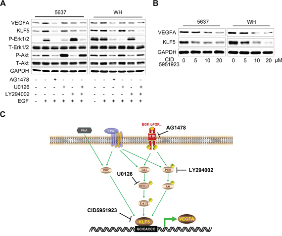 Therapeutic potential of targeting KLF5 in bladder cancer cells.