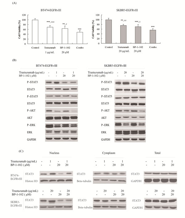 STAT3 inhibitor increased the antitumor efficacy of trastuzumab in EGFRvIII
