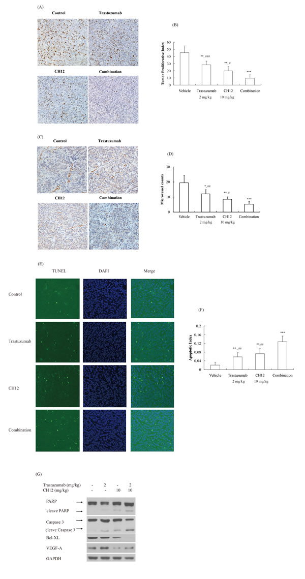 Combination of CH12 with trastuzumab reduced proliferation and angiogenesis and induced apoptosis in the tumor xenografts.