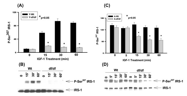The IGF-1 stimulated phosphorylation of IRS-1 Ser
