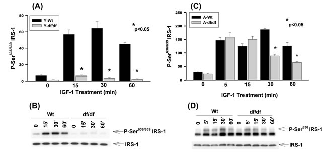 The IGF-1 stimulated phosphorylation of IRS-1 Ser