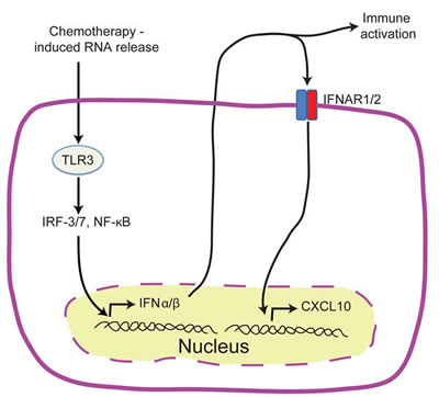 TLR3/IFN-&#x3b1;/&#x3b2;/CXCL10 axis in chemotherapy induced ICD.