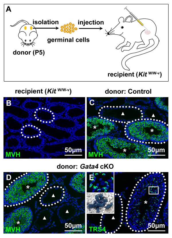 Histological images of seminiferous tubules in recipient mouse testes after transplantation of germinal cells from P5
