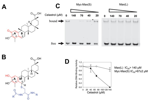 EMSA analysis of celastrol.