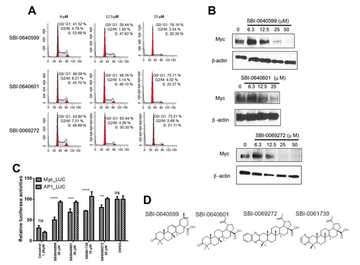 Celastrol and/or SBI compounds inhibit proliferation, promote Myc protein depletion and selectively inhibit a Myc-responsive promoter.