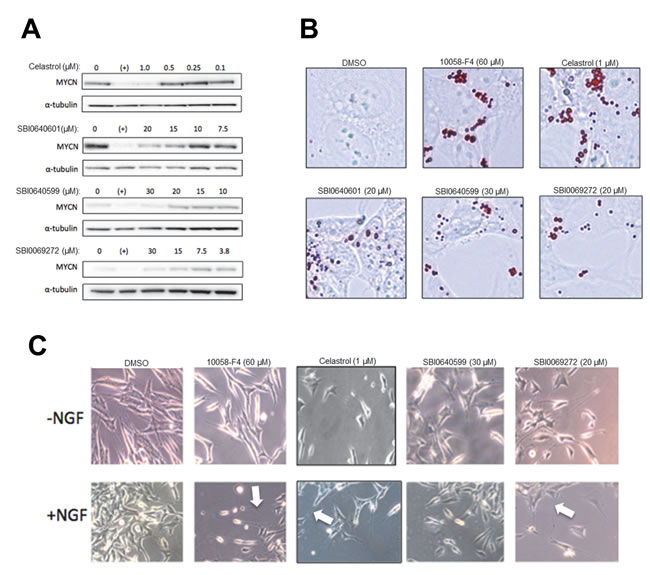 N-Myc-amplified neuroblastoma cells are targets for celastrol and SBI analogs.