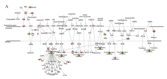 Network analysis for pattern recognition receptor of VZV-infected NHDFs.