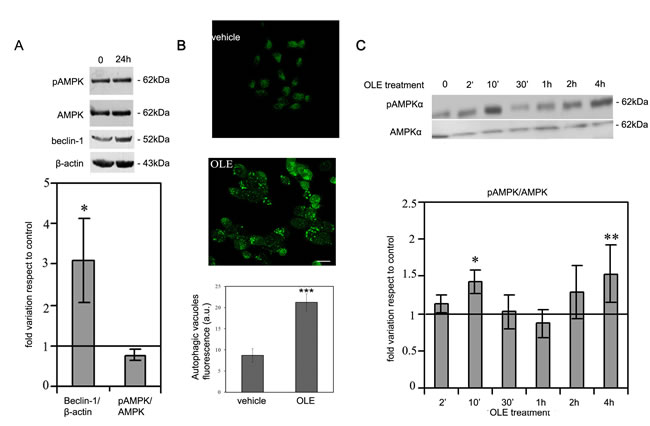 OLE induces autophagy and a biphasic increase in AMPK phosphorylation during short treatments.